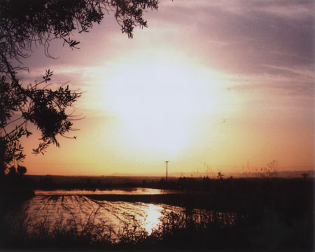 Regando al amanecer